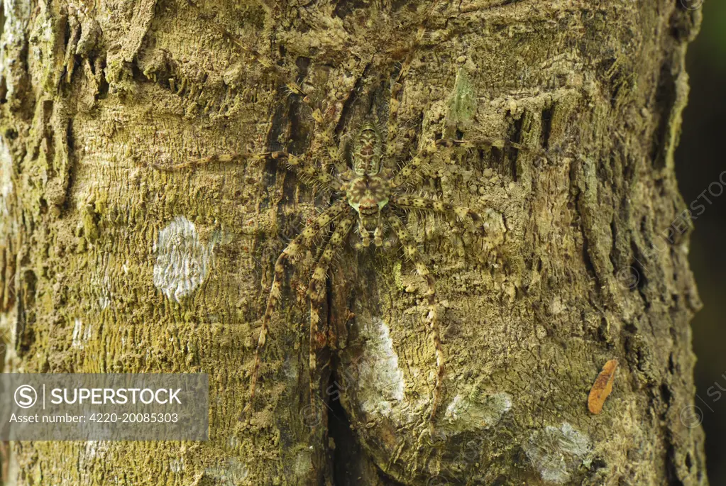 Lichen Spider - camouflaged on bark (Sparassidae). Erawan National park, Thailand.