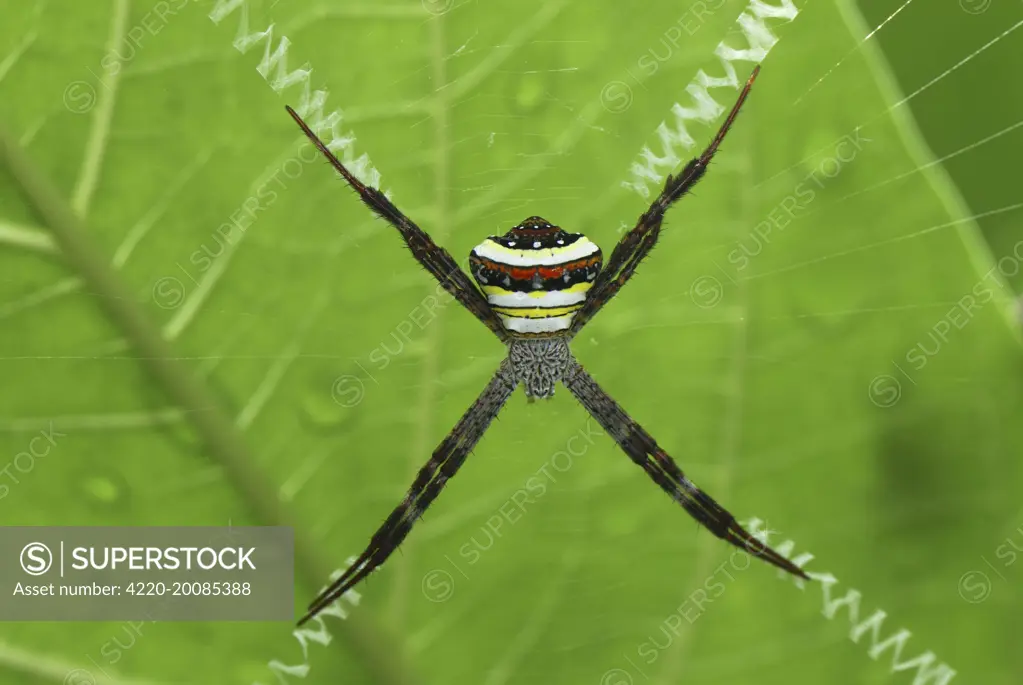 Spider  (Argiope sp.). Kheaun Sri Nakarin N.P.  Thailand.