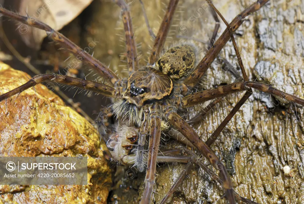 Wolf Spider - eats prey, another spider (Lycosidae). San Cipriano Reserve, Cauca, Colombia.