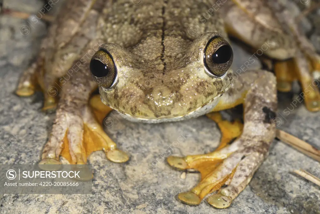 Gladiator Frog  (Hypsiboas rosenbergi). San Cipriano Reserve, Cauca, Colombia.