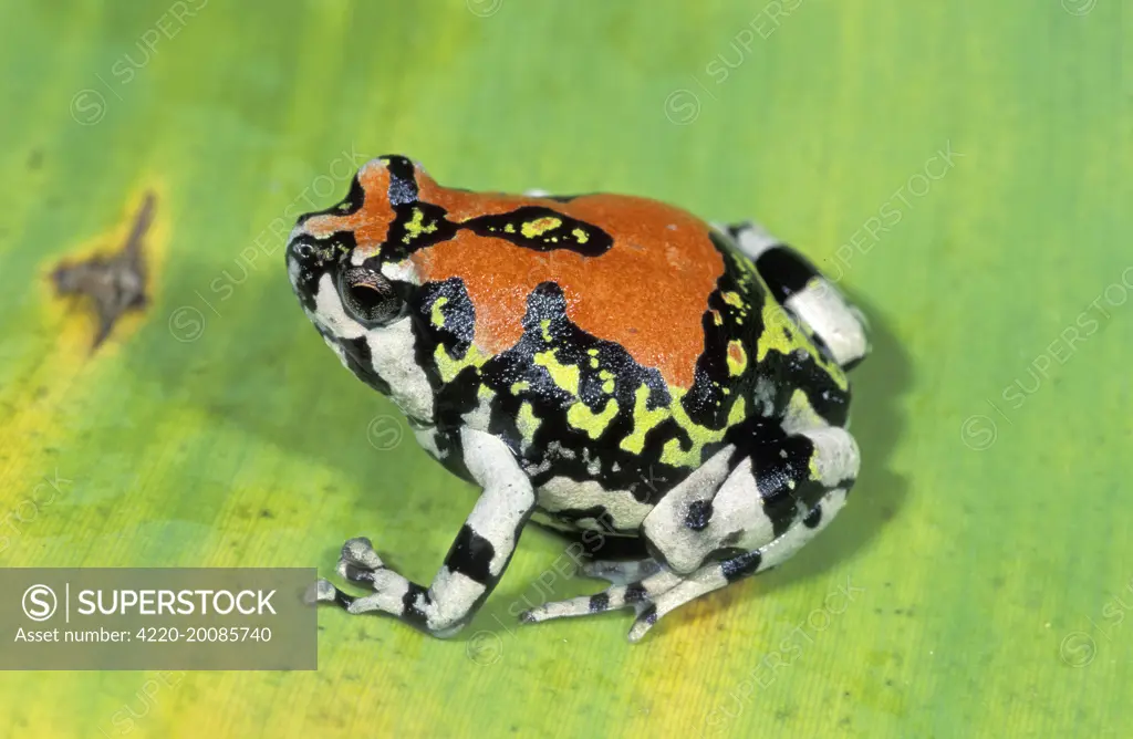 Red Rain Frog (Scaphiophryne gottlebei). Isalo National Park - Madagascar.