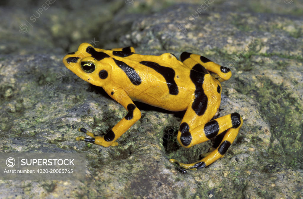 Cerro Campana Stubfoot Toad / Golden Poison Arrow / Dart Frog (Atelopus  zeteki). El Valle de Anton - Panama. - SuperStock