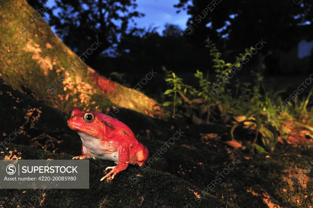 Tomato Frog (Dyscophus antongilli). Maroantsetra - North East Madagascar.