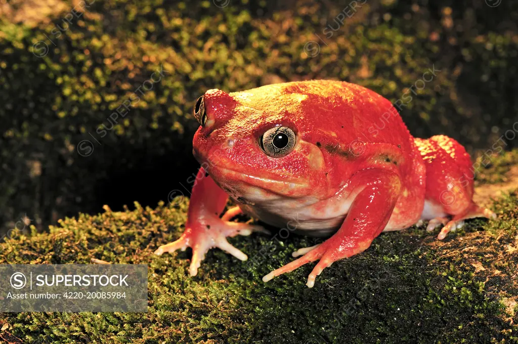 Tomato Frog (Dyscophus antongilli). Maroantsetra - North East Madagascar.