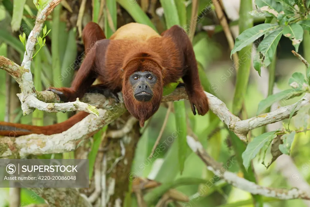 Red Howler Monkey  (Alouatta seniculus). Iquitos - Peru.