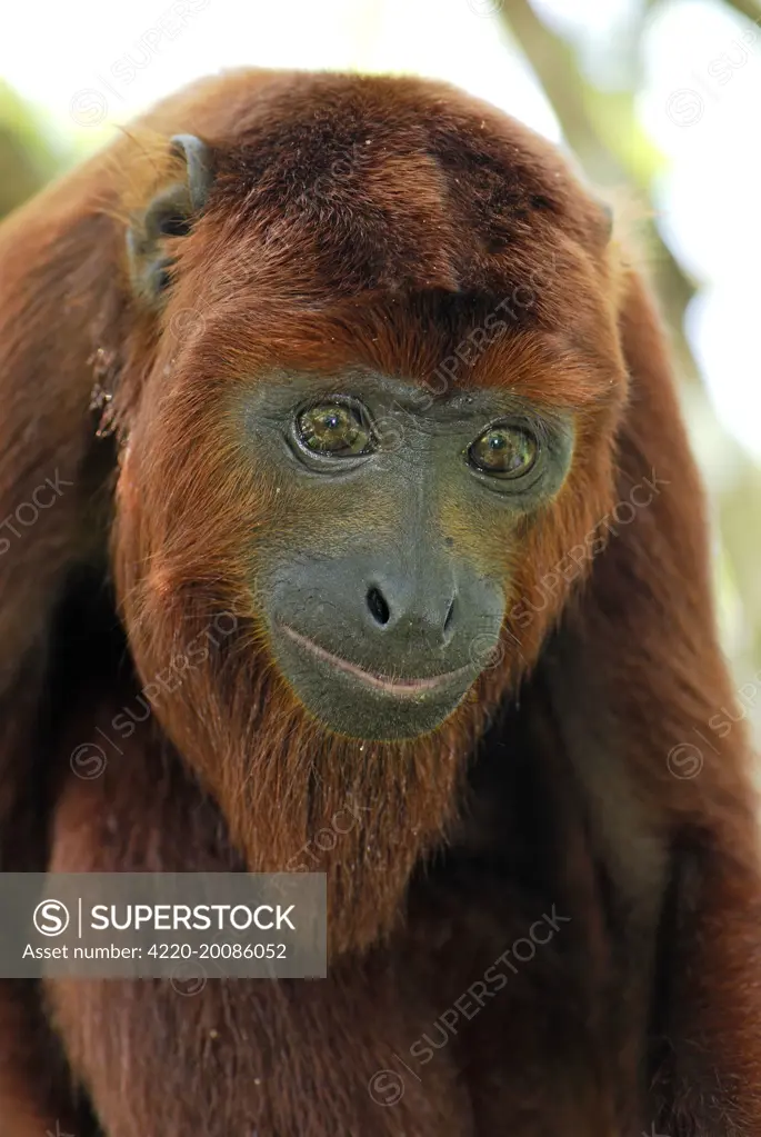 Red Howler Monkey (Alouatta seniculus). Iquitos - Peru.