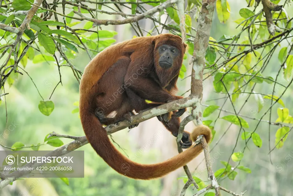 Red Howler Monkey (Alouatta seniculus). Iquitos - Peru.