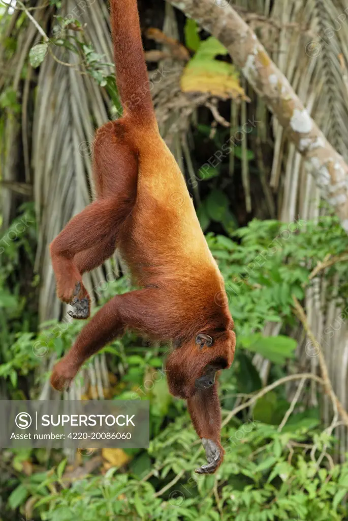 Red Howler Monkey - hanging by tail (Alouatta seniculus). Iquitos - Peru.