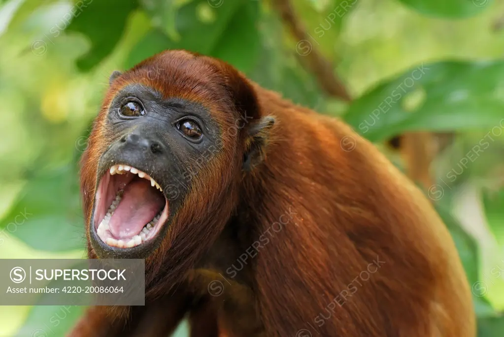 Red Howler Monkey - with mouth open (Alouatta seniculus). Iquitos - Peru.