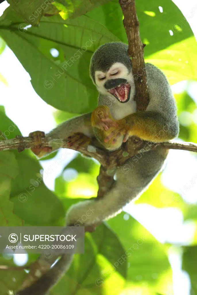 Common Squirrel Monkey (Saimiri sciureus). Iquitos - Peru.