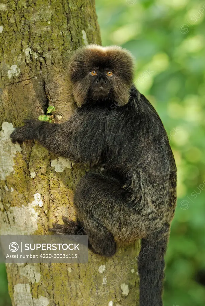 Goeldi's Marmoset / Goeldi's Monkey (Callimico goeldii). Amacayacu Nationalpark - Colombia.
