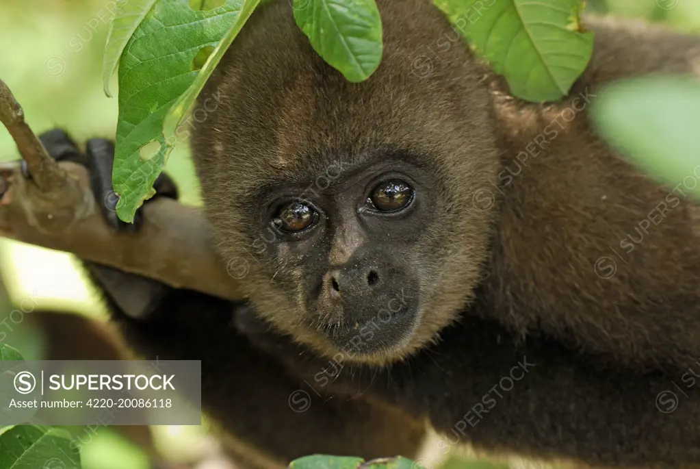 Common Woolly Monkey (Lagothrix lagotricha). Amacayacu Nationalpark - Colombia.