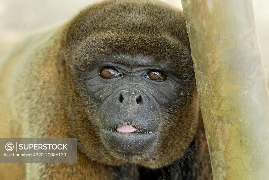 Common Woolly Monkey (Lagothrix lagotricha). Amacayacu Nationalpark - Colombia.