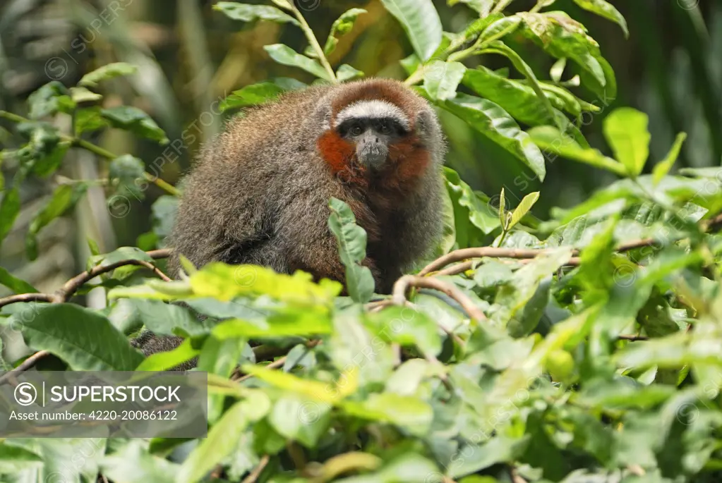Coppery Titi / Red Titi Monkey (Callicebus cupreus). Amacayacu Nationalpark - Colombia.