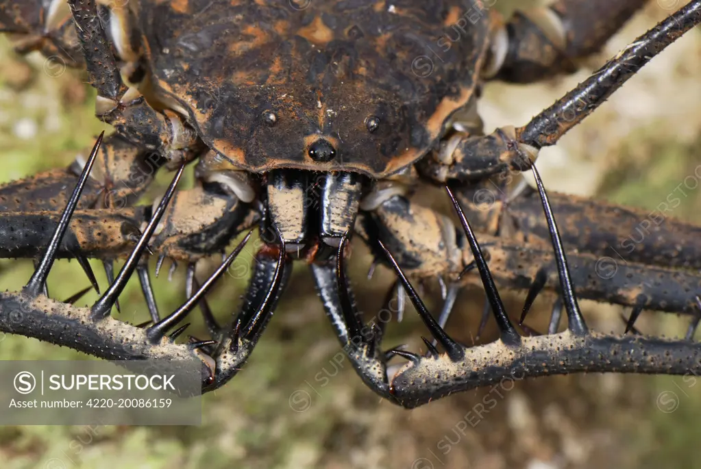 Whip Spider / Tailless Whip Scorpion  (Amblypygida). Allpahuayo Mishana National Reserve - Iquitos  - Peru.
