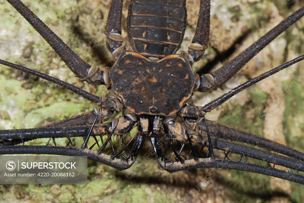 Whip Spider / Tailless Whip Scorpion (Amblypygida). Allpahuayo Mishana National Reserve - Iquitos  - Peru.