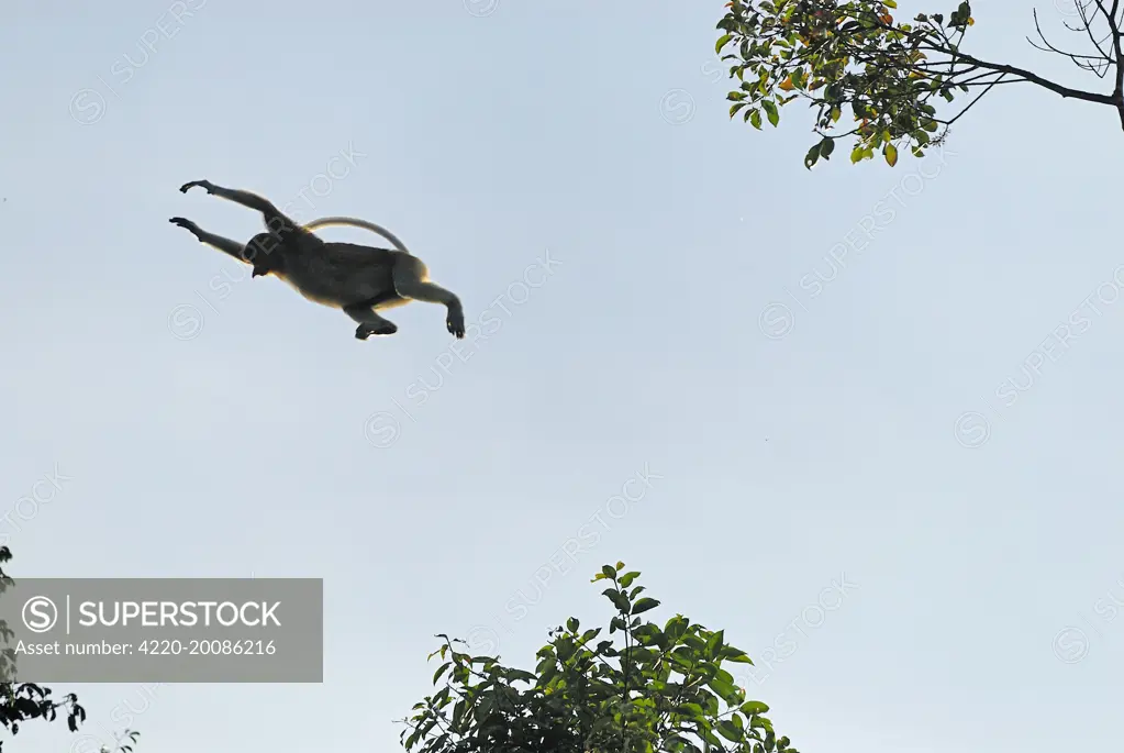 Proboscis Monkey - jumping (Nasalis larvatus). Tanjung Puting national park - Kalimantan - Indonesia - Sabah - Borneo - Malaysia.