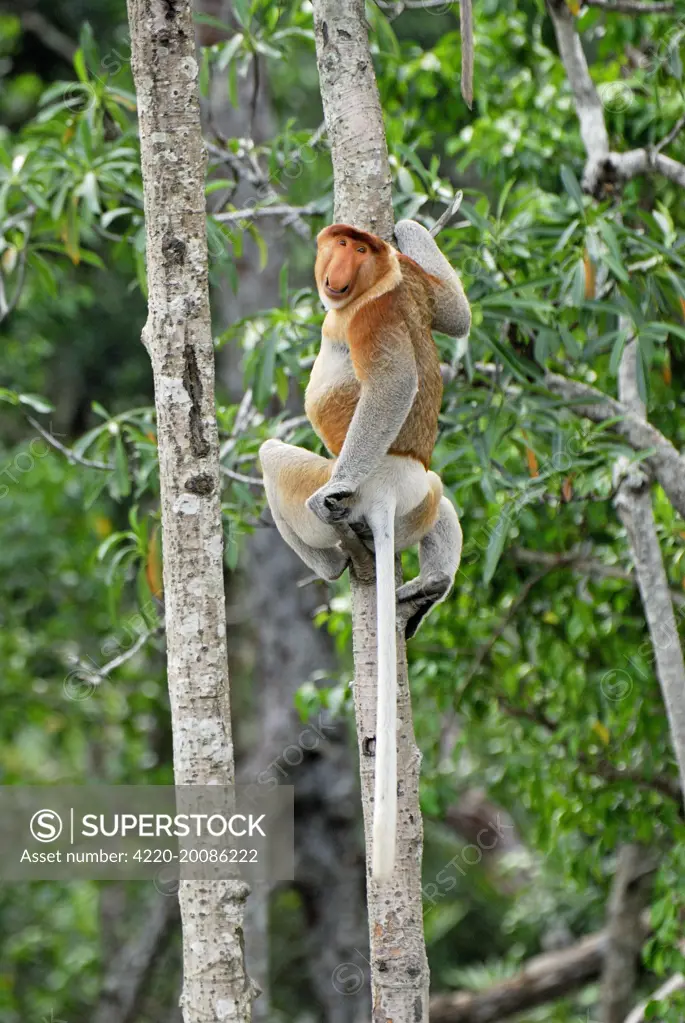 Proboscis Monkey - male (Nasalis larvatus). Tanjung Puting national park - Kalimantan - Indonesia - Sabah - Borneo - Malaysia.