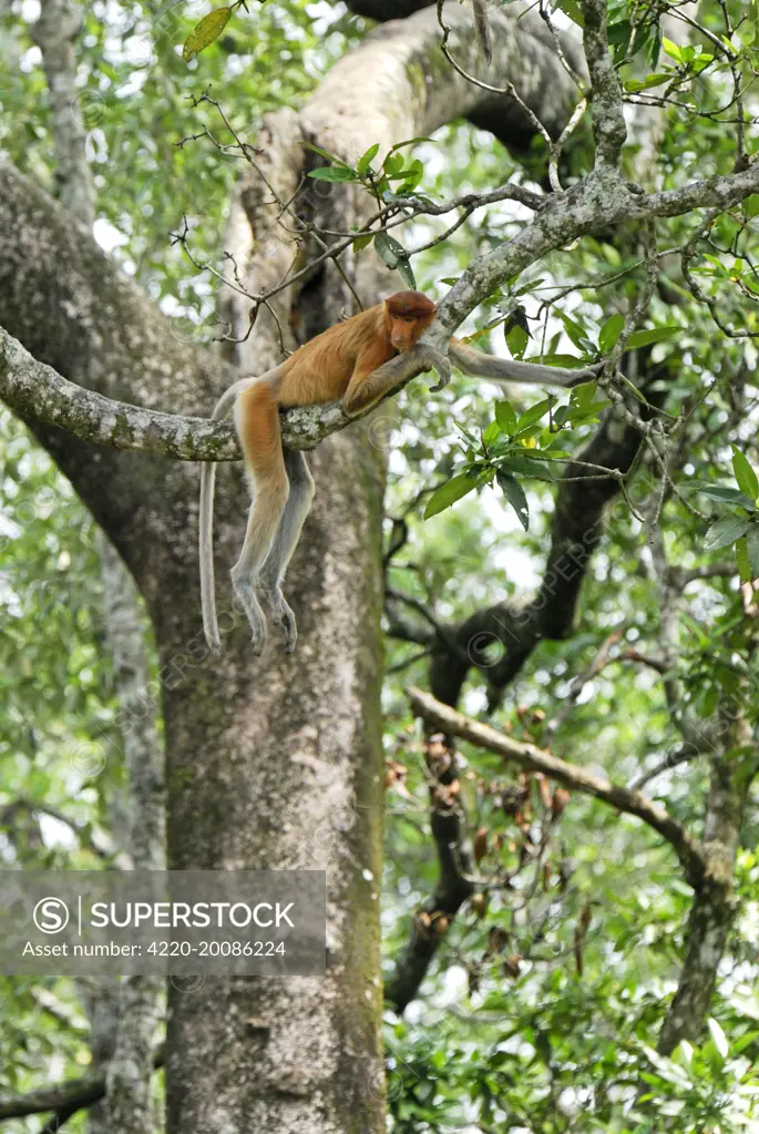 Proboscis Monkey - female resting (Nasalis larvatus). Tanjung Puting national park - Kalimantan - Indonesia - Sabah - Borneo - Malaysia.