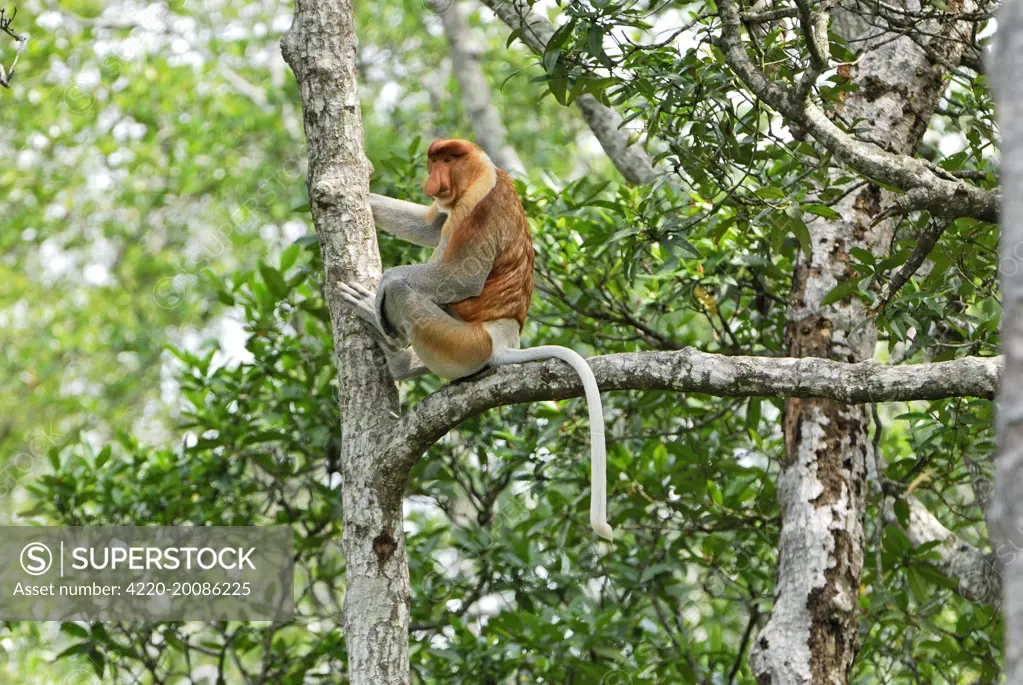 Proboscis Monkey - male  (Nasalis larvatus). Tanjung Puting national park - Kalimantan - Indonesia - Sabah - Borneo - Malaysia.