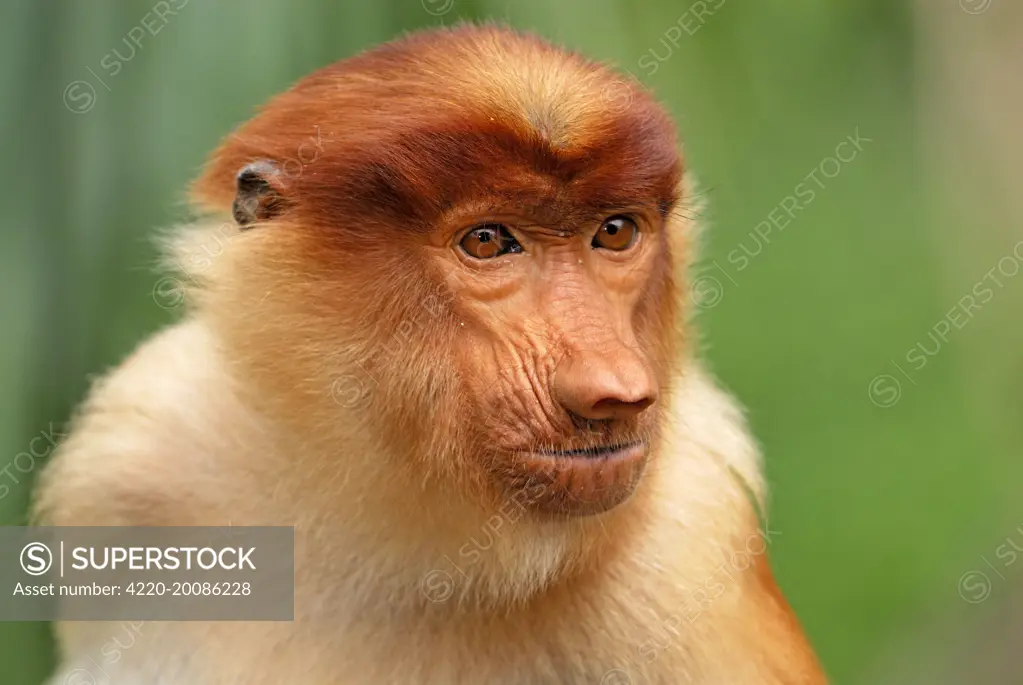 Proboscis Monkey (Nasalis larvatus). Kinabatangan river - Sabah - Borneo - Malaysia.