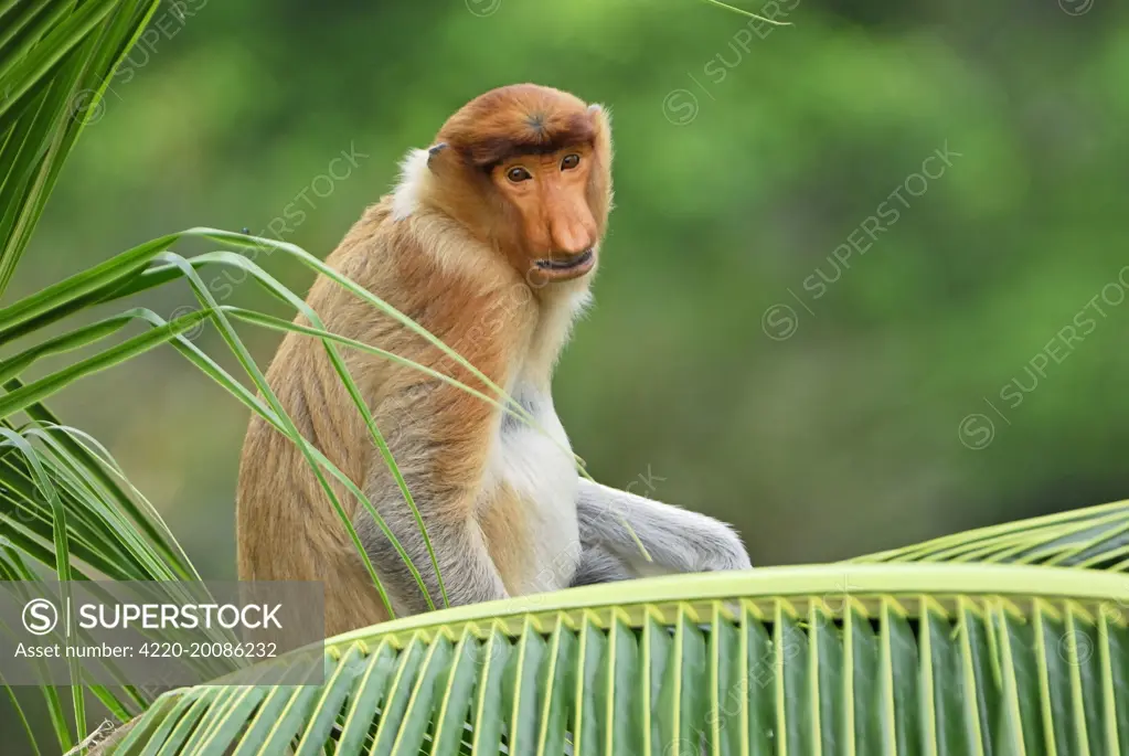 Proboscis Monkey (Nasalis larvatus). Kinabatangan river - Sabah - Borneo - Malaysia.