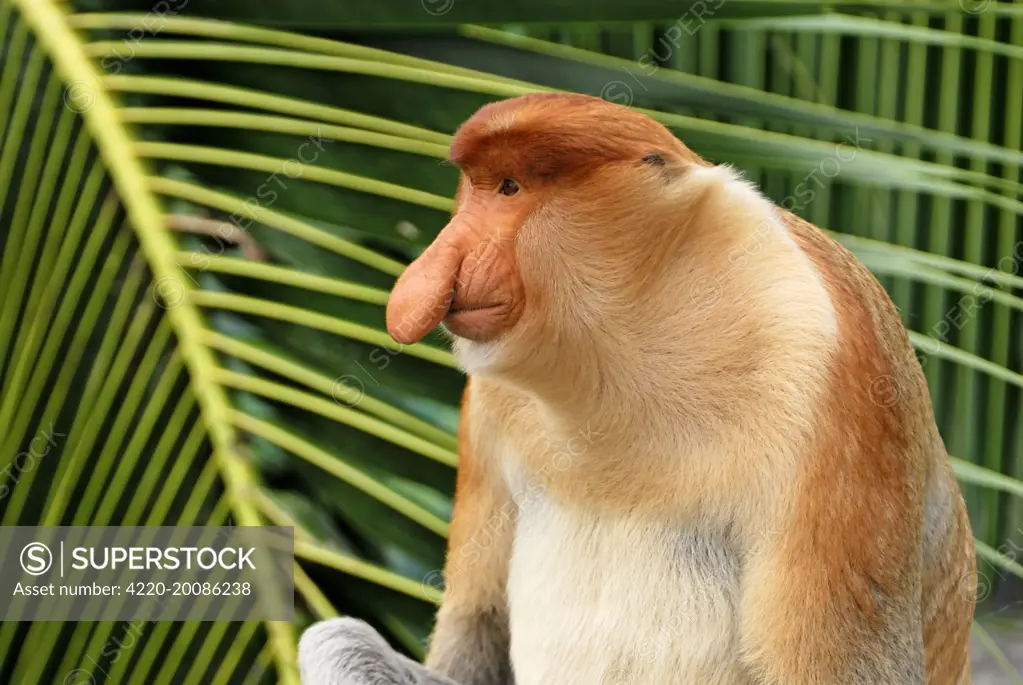 Proboscis Monkey - male (Nasalis larvatus). Kinabatangan river - Sabah - Borneo - Malaysia.