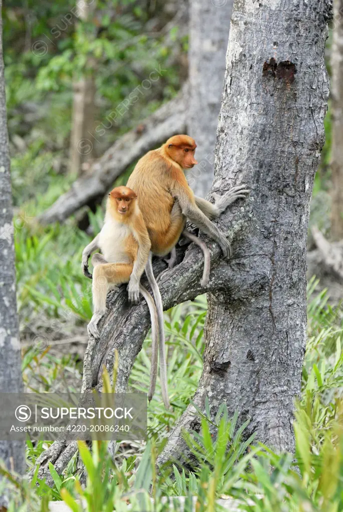 Proboscis Monkey  (Nasalis larvatus). Kinabatangan river - Sabah - Borneo - Malaysia.