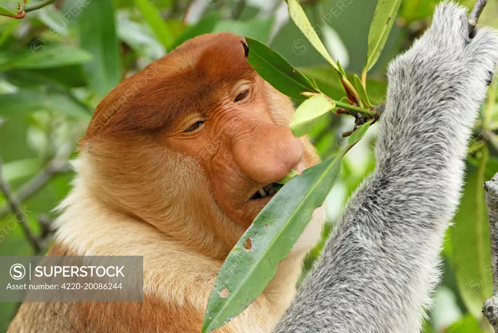 Proboscis Monkey - male eating leaves (Nasalis larvatus). Kinabatangan river - Sabah - Borneo - Malaysia.