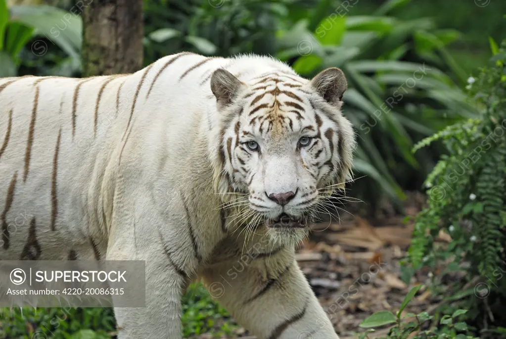 White Tiger (Panthera tigris). Singapore.