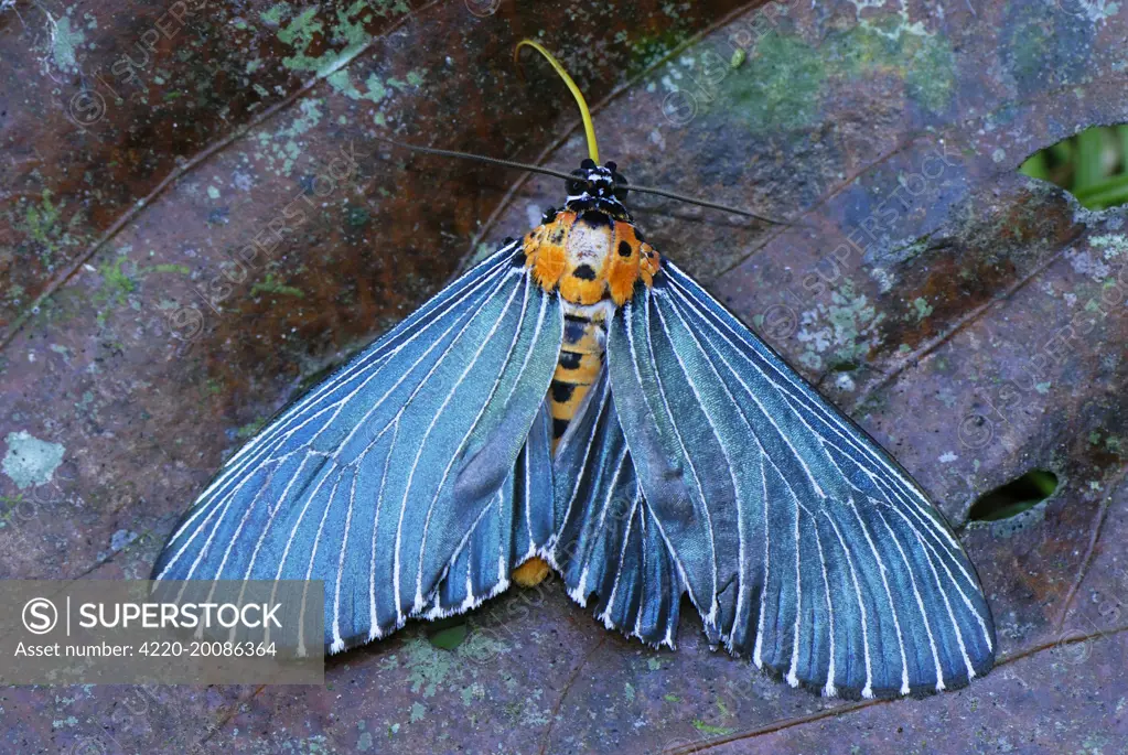 Moth (Arctiidae). Danum Valley Conservation Area - Sabah - Borneo - Malaysia.