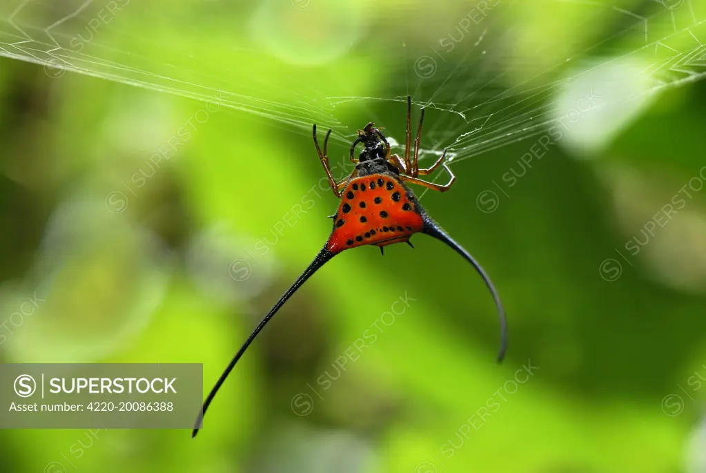 Orb-Web Spider  (Gasteracantha arcuata). Danum Valley Conservation Area - Sabah - Borneo - Malaysia.