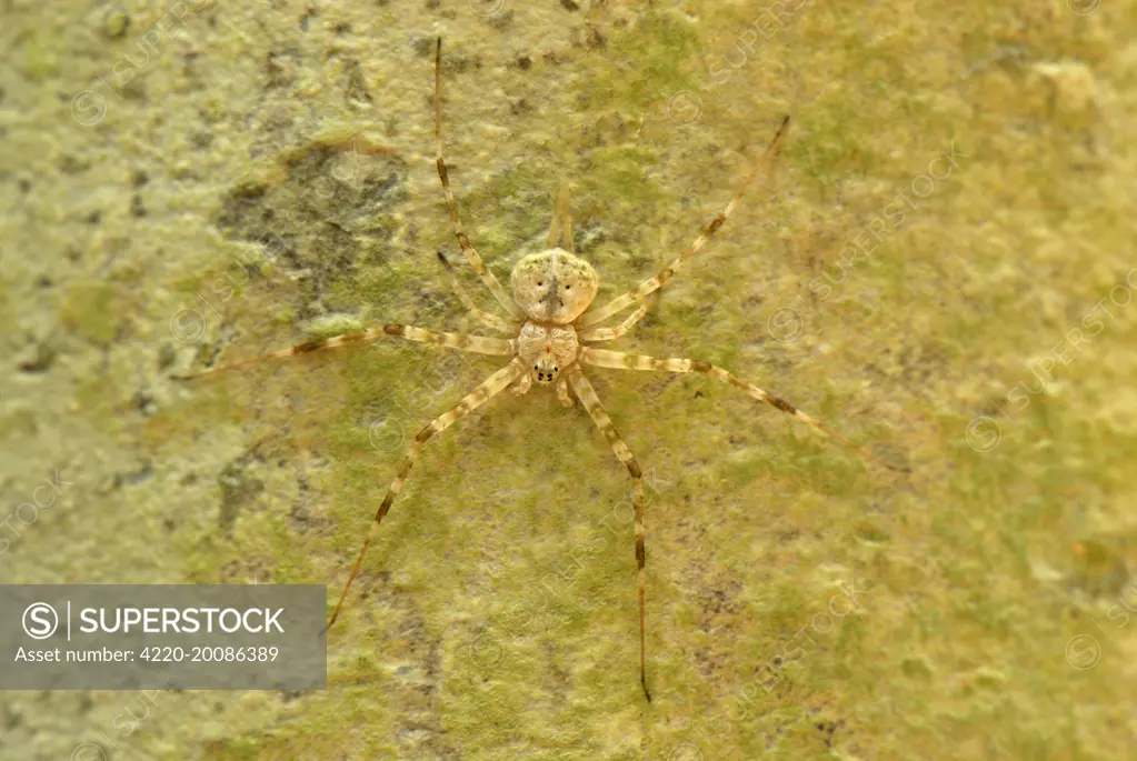 Lichen Spider  (Arachnidae). Danum Valley Conservation Area - Sabah - Borneo - Malaysia.