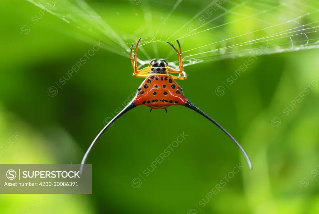 Orb-Web Spider (Gasteracantha arcuata). Danum Valley Conservation Area - Sabah - Borneo - Malaysia.