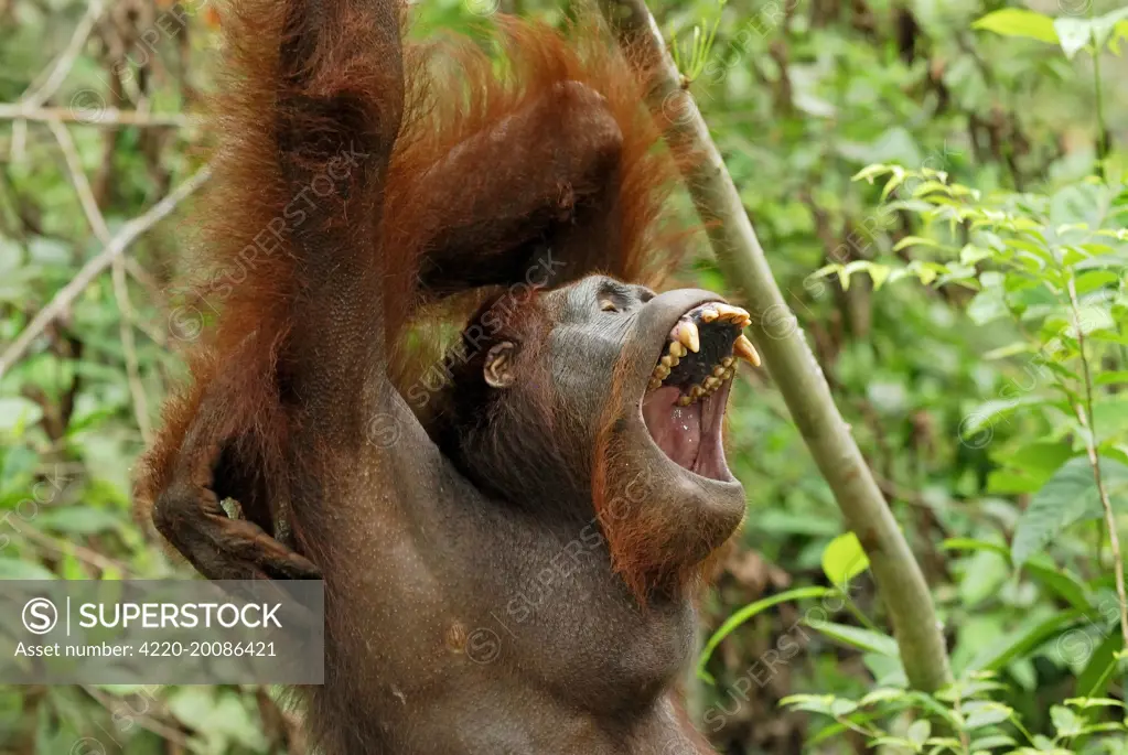 Borneo Orangutan. (Pongo pygmaeus). Camp Leaky, Tanjung Puting National Park, Borneo, Indonesia.
