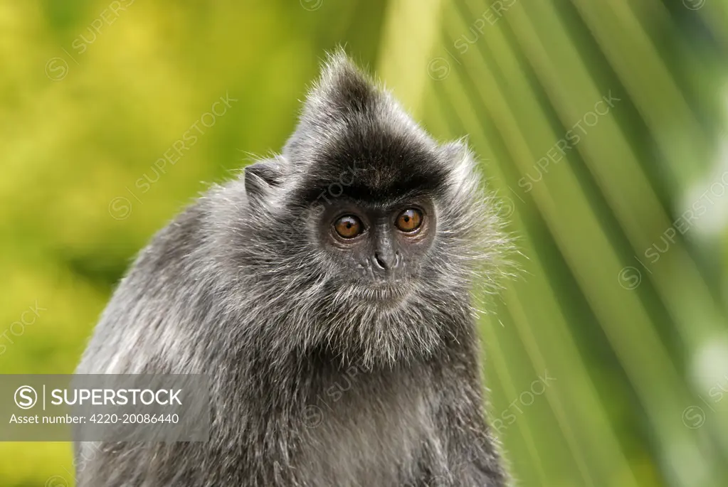 Silvered Leaf Monkey / Silvery Lutung  (Trachypithecus cristatus). Sabah - Borneo - Malaysia.