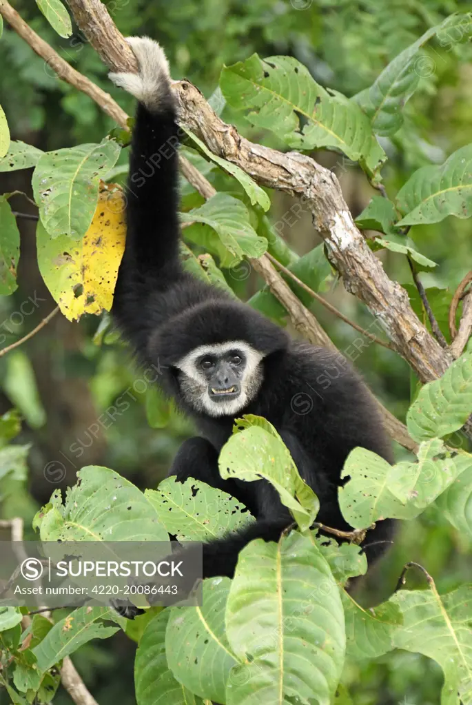 White-handed Gibbon (Hylobates lar). Thailand.