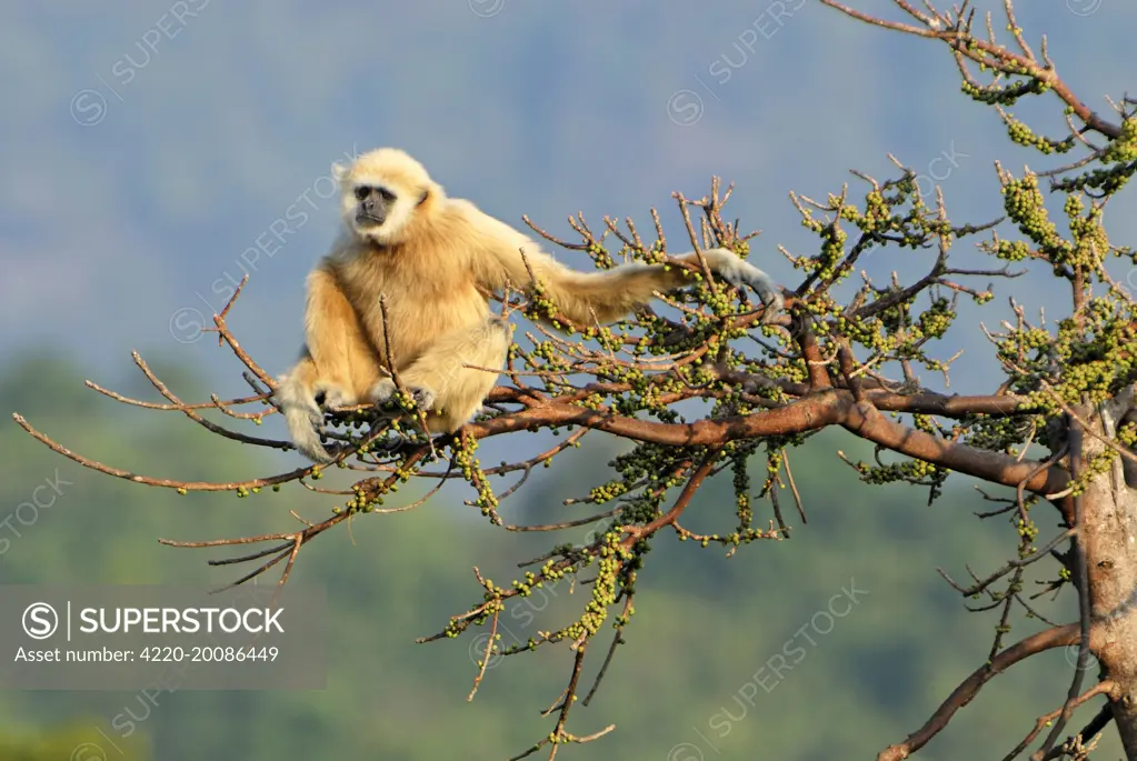 White-handed Gibbon (Hylobates lar). Thailand.