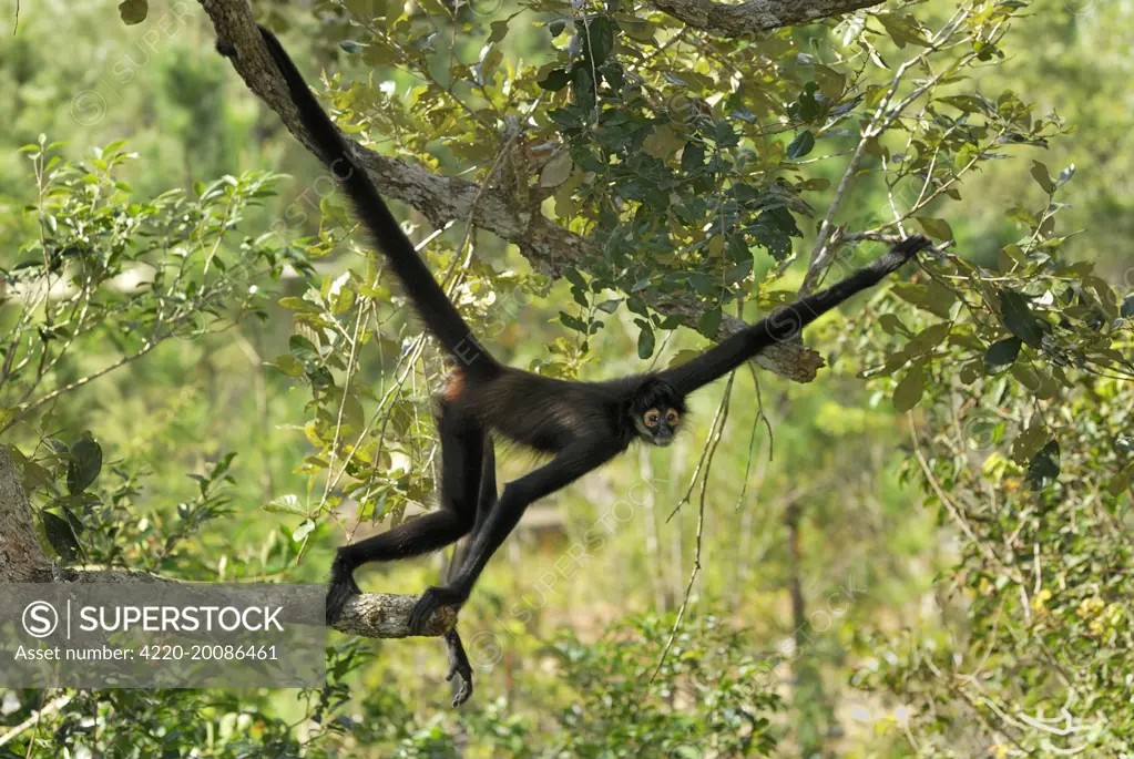 Black-handed Spider Monkey (Ateles geoffroyi). Belize.