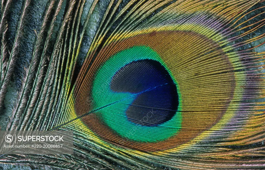 Feather of a PEACOCK 