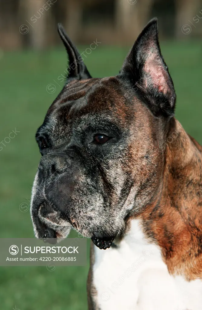 Dog - Old Boxer dog with cut ears 