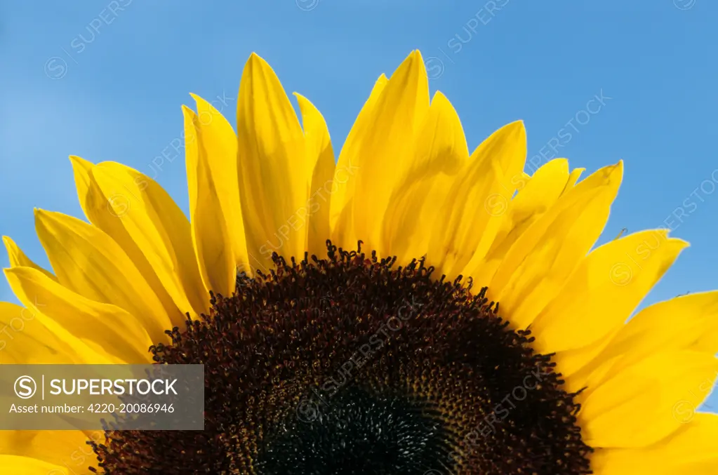 Sunflower - France (Helianthus)