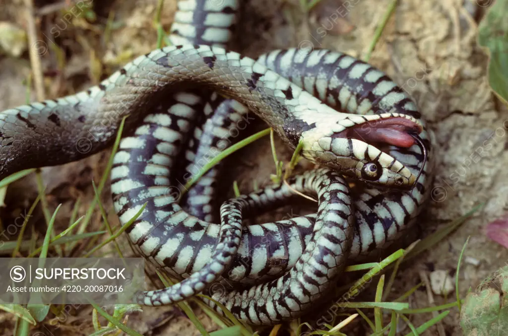 Grass Snake simulating death (Natrix natrix)