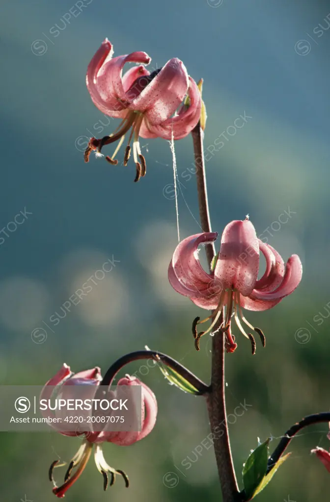 Martagon lily  (Lilium martagon). Ecrins - Alps - France.