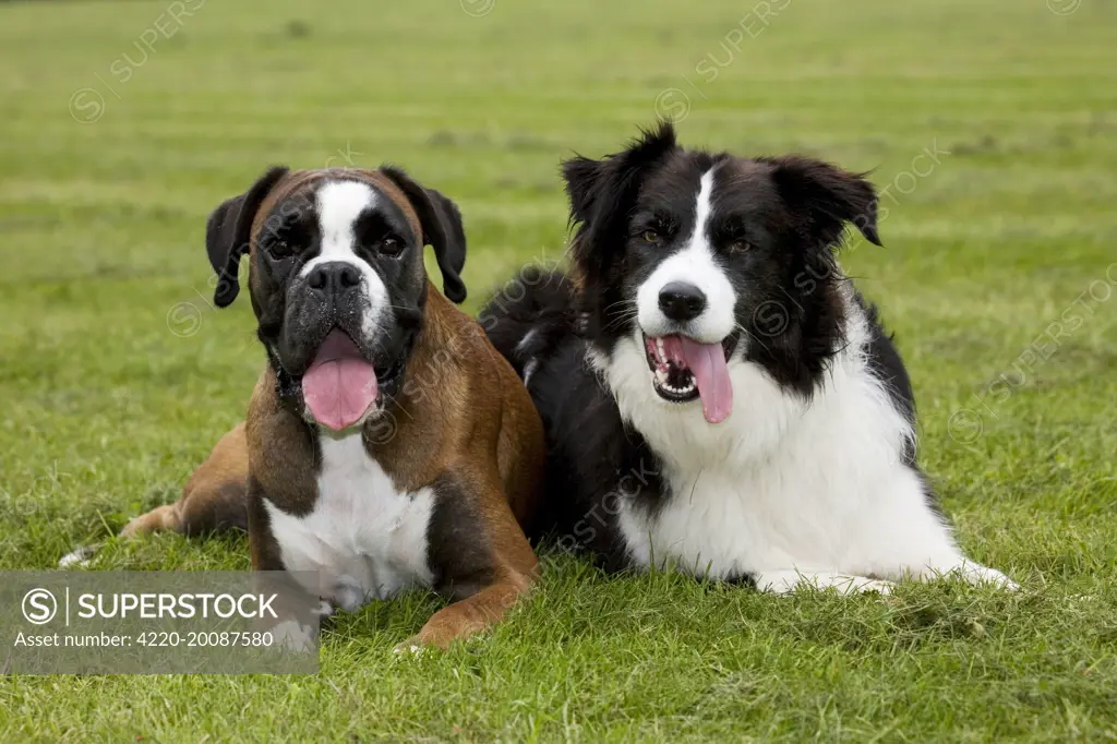 Dogs - Boxer and Border Collie lying in grass 