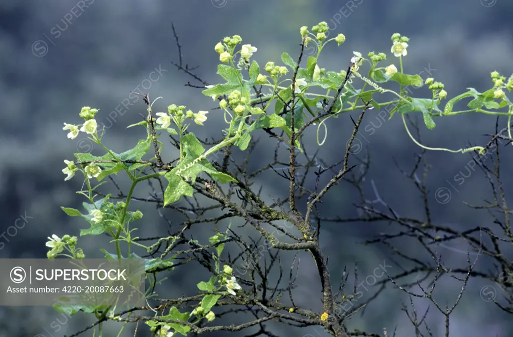 White Bryony (Bryonia dioica). climbing plant.