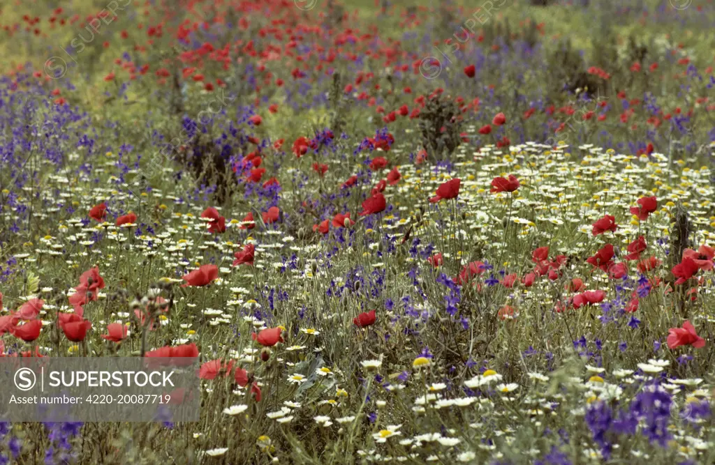 Wildflowers in meadow 