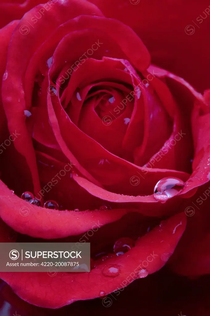 Red Rose - close-up 