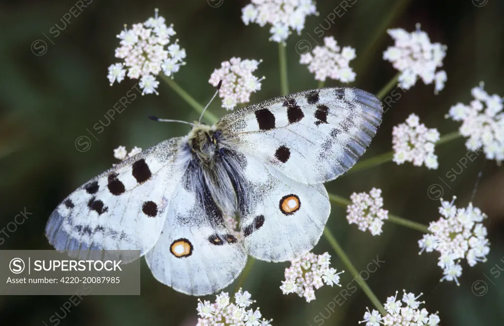 Apollo Butterfly - on flower  (Parnassius apollo). France - Alps.