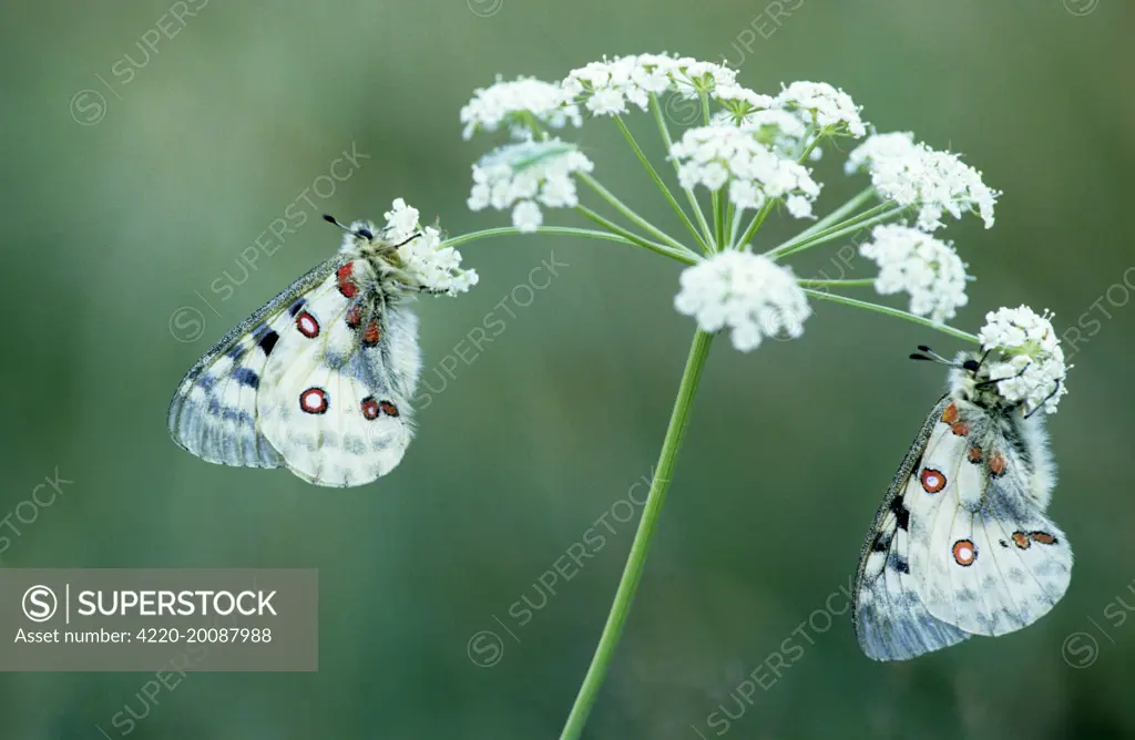 Apollo Butterfly - on flower (Parnassius apollo). France - Alps.